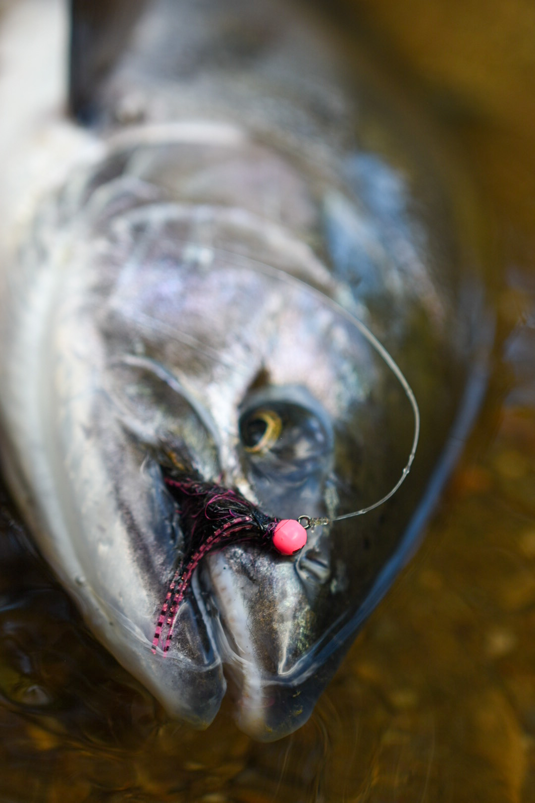 Maxima Ultragreen Monofilament Fishing Line One Shot Spool – Allways Angling